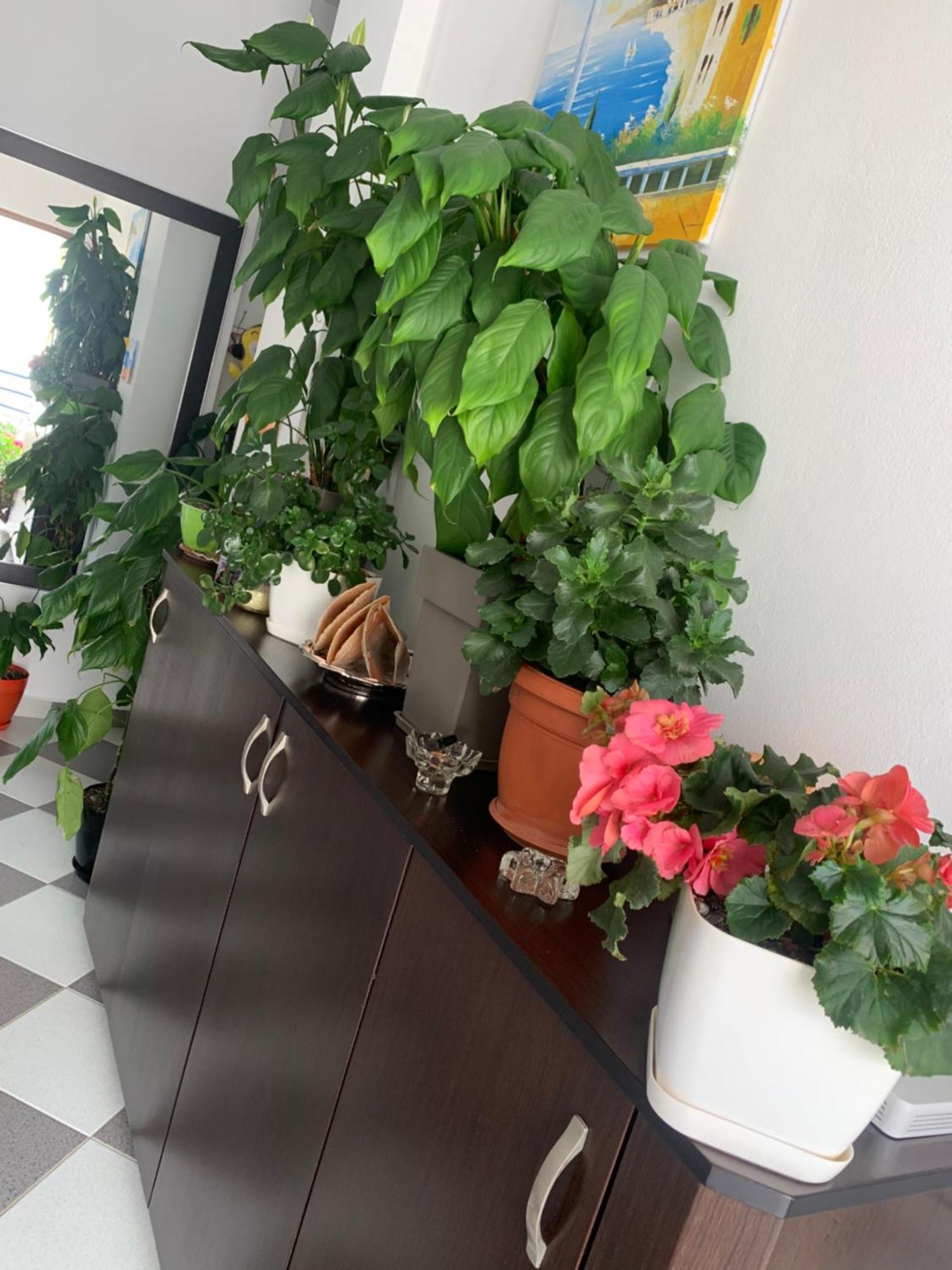 Guesthouse Jasmine 卡萨米尔 外观 照片